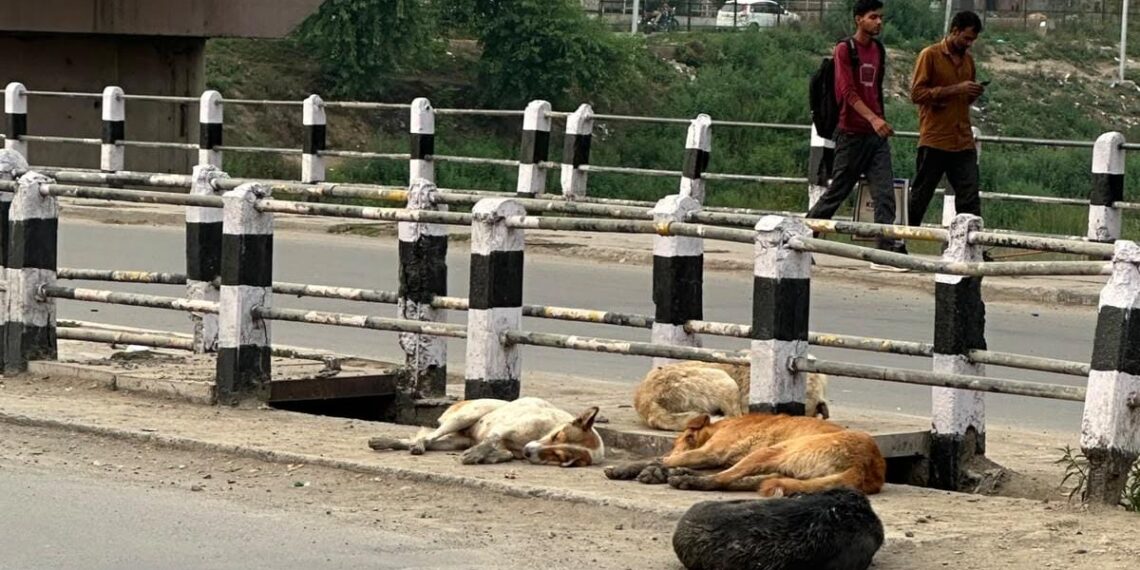 Stray Dog Menace Continues to Haunt Srinagar; Residents Demand Immediate Action