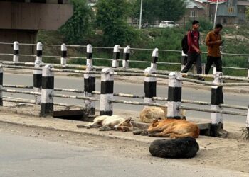 Stray Dog Menace Continues to Haunt Srinagar; Residents Demand Immediate Action