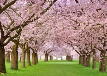 J&K Tourism Unveils Spring Festival 2025: A Celebration of Blossoms and Culture