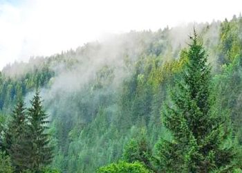 FOREST ECOSYSTEM OF KASHMIR  