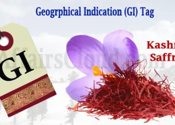 When Red Gold Floods: Kashmir’s Saffron Battles Climate, Counterfeits, and Time