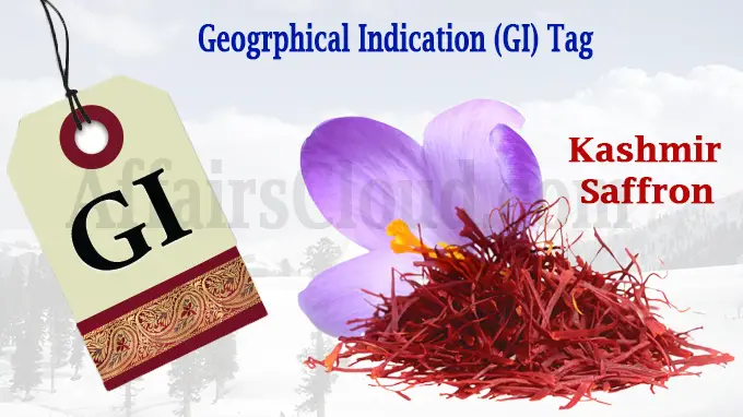 When Red Gold Floods: Kashmir’s Saffron Battles Climate, Counterfeits, and Time