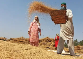 Nature’s Harvest of Kashmir