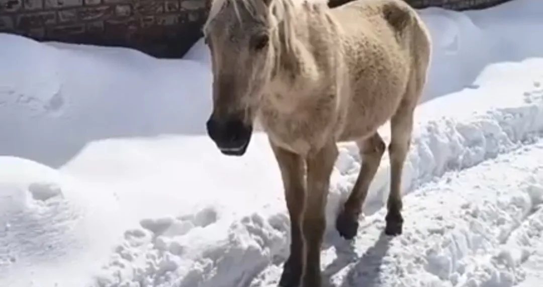 After Viral Videos, Tehsildar Shopian Orders Immediate Removal of Horses from Roads, Markets