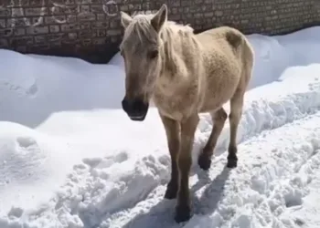 After Viral Videos, Tehsildar Shopian Orders Immediate Removal of Horses from Roads, Markets