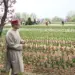 CM Omar Abdullah inaugurates Tulip Show-2025