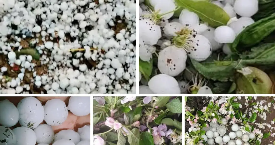 Heavy Hailstorm Damages Orchards in Several Villages of Shopian