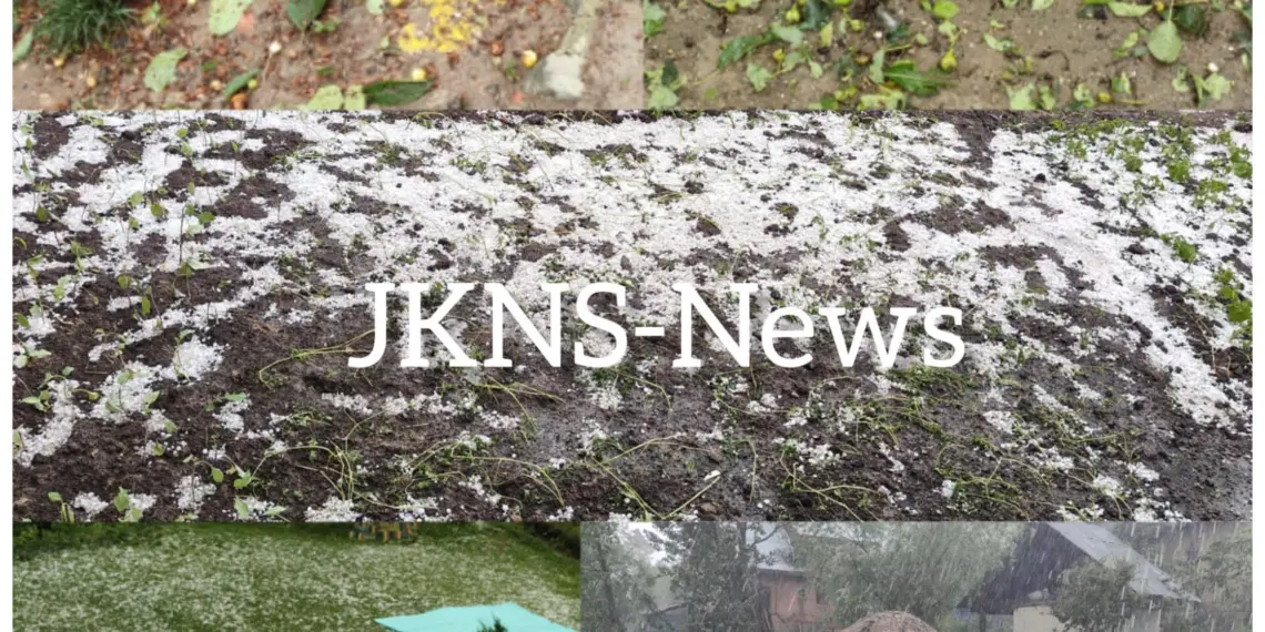 Hailstorm, Heavy Rain Damage Crops in Parts of Baramulla