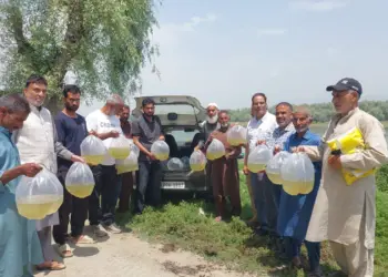 5 Lakh Fish Seed Stocked in Wular Lake, Other Water Bodies Across Baramulla: Fisheries Deptt