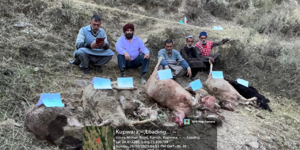 Wild Animal Attack Kills Livestock in Kandi