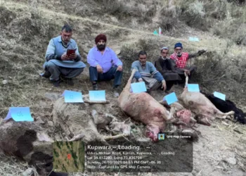 Wild Animal Attack Kills Livestock in Kandi