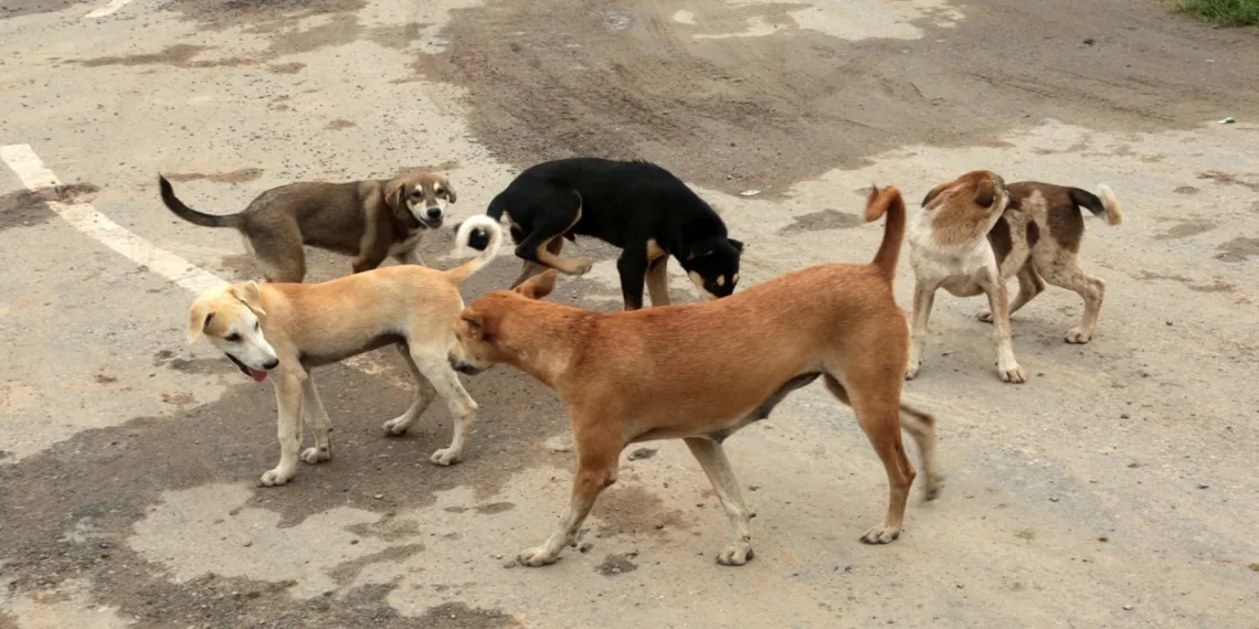 Govt Appoints Administrative Nodal Officer for Stray Dog Management in J&K