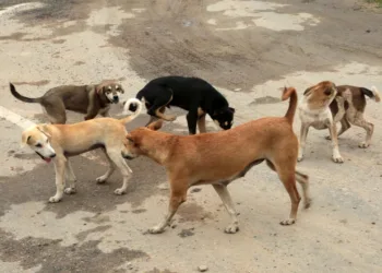 Govt Appoints Administrative Nodal Officer for Stray Dog Management in J&K
