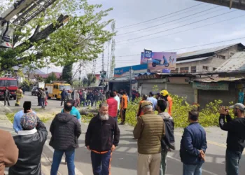 SDRF, F&ES Clear Dangerous Tree, Restore Traffic in Rajbagh