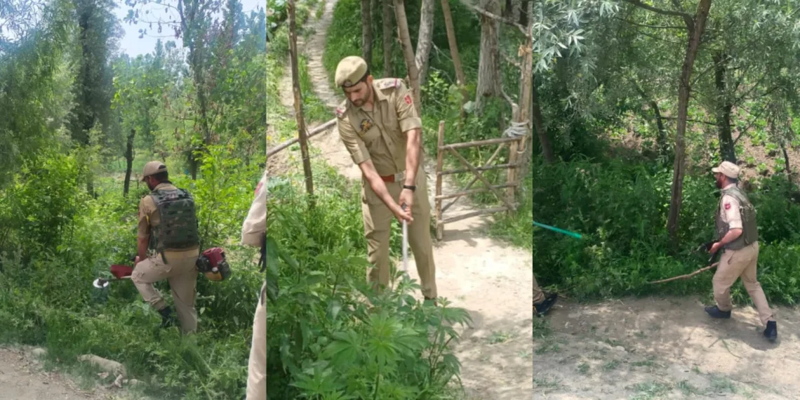 Srinagar Police Destroys Wild Bung (Cannabis) at Gungbugh Bund under Nasha Mukt Jammu & Kashmir Abhiyan