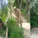 Srinagar Police Destroys Wild Bung (Cannabis) at Gungbugh Bund under Nasha Mukt Jammu & Kashmir Abhiyan