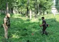 Srinagar Police Launches Crackdown on Wild Bung Cultivation Under ‘Nasha Mukt J&K Abhiyaan’