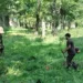 Srinagar Police Launches Crackdown on Wild Bung Cultivation Under ‘Nasha Mukt J&K Abhiyaan’