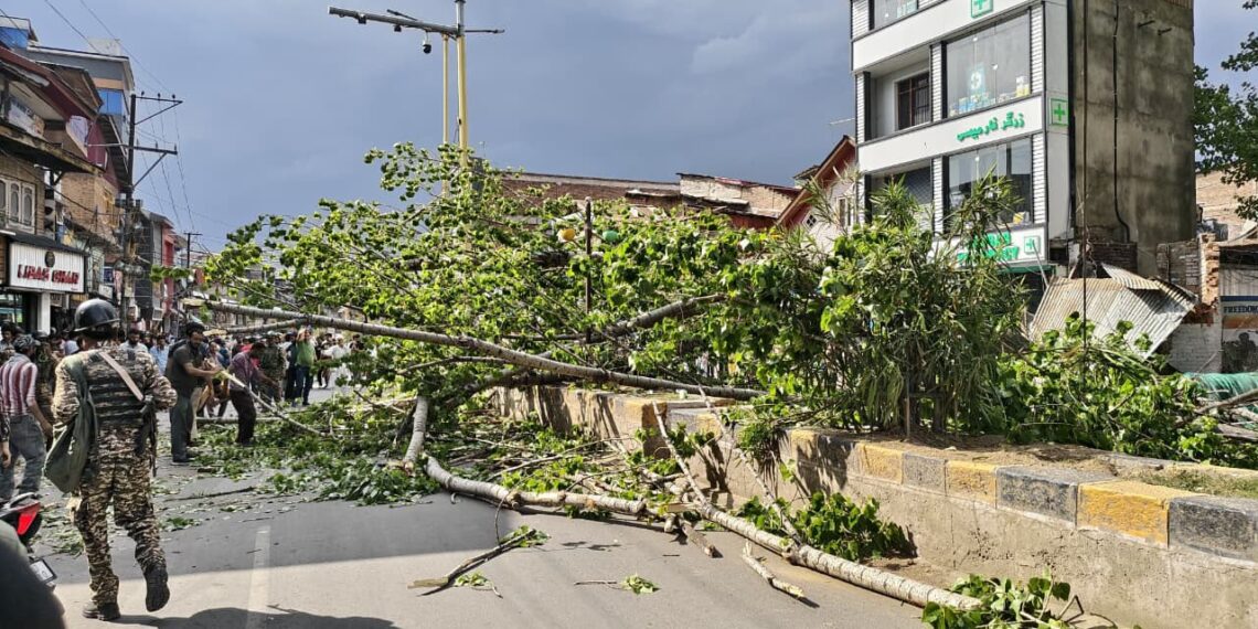 Two Injured as Tree Uprooted by Strong Winds Falls in Anantnag