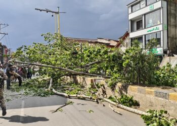 Two Injured as Tree Uprooted by Strong Winds Falls in Anantnag
