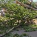 Woman Succumbs a Day After Husband Died in Tree Collapse During Windstorm in Anantnag