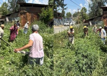 Srinagar Police Conducts Destruction Drive Of Wild Bung Under Nasha Mukt Jammu & Kashmir Abhiyan