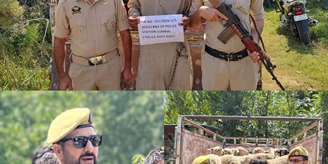 Bandipora Police Solve Sheep Theft Case, Recover All 21 Stolen Sheep.