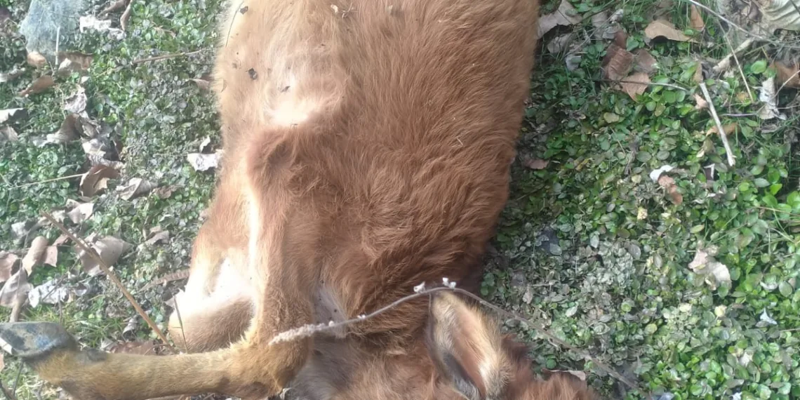 Outbreak of Black Quarter Disease Among Livestock in Karnah, Serious Concern Over Non-Availability of Vaccine