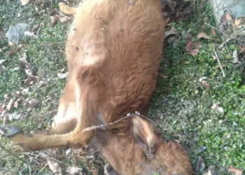 Outbreak of Black Quarter Disease Among Livestock in Karnah, Serious Concern Over Non-Availability of Vaccine