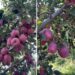 Rain & Cooler Weather Bring Relief To Apple Growers Ahead Of Harvest