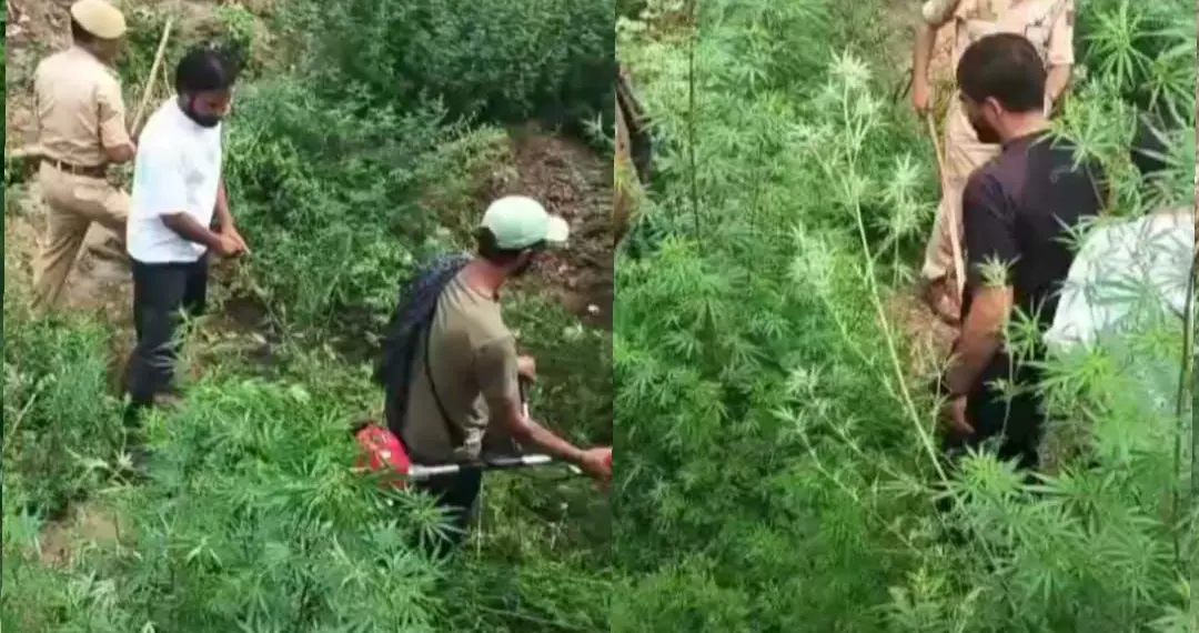 Youth-Led Bhang Destruction Drive Launched in Chainabal Mirgund with Police Support