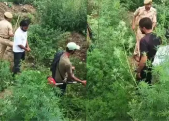 Youth-Led Bhang Destruction Drive Launched in Chainabal Mirgund with Police Support