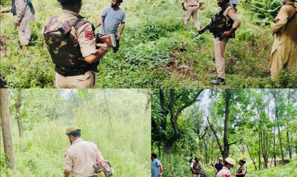 Baramulla Police Intensify Drive Against Wild Bhung; 03 Kanals Cleared at Wanigam Payeen
