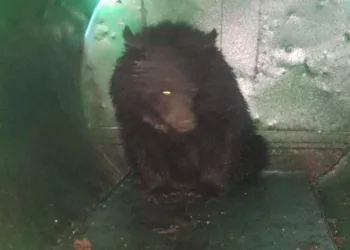 Runaway Bear Caught in Srinagar After 11 Days; Hunt On for Second One