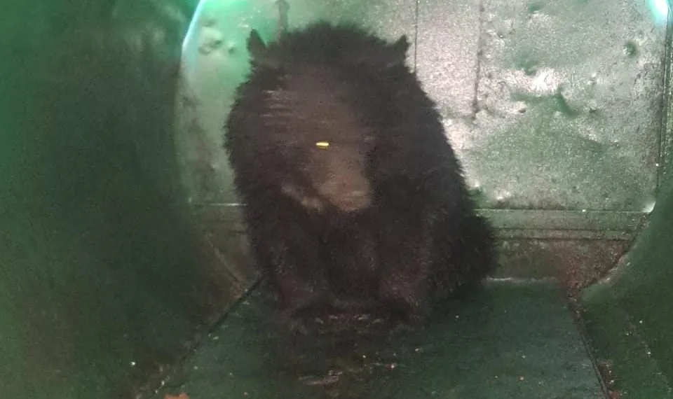 Runaway Bear Caught in Srinagar After 11 Days; Hunt On for Second One