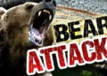 Man Injured in Wild Bear Attack in Aishmuqam