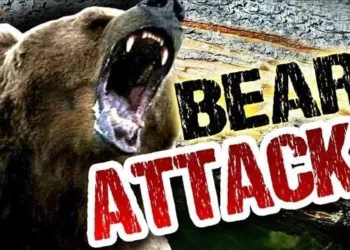 Man Injured in Wild Bear Attack in Aishmuqam