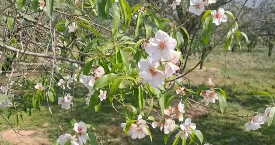 Experts Dismiss Climate Change Link to Unseasonal Flowering in Fruit Trees