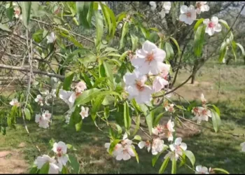 Experts Dismiss Climate Change Link to Unseasonal Flowering in Fruit Trees