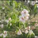 Experts Dismiss Climate Change Link to Unseasonal Flowering in Fruit Trees