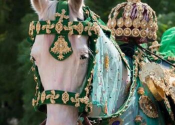 Zuljanah procession begins as Shia mourners march from Bota Kadal to Zadibal