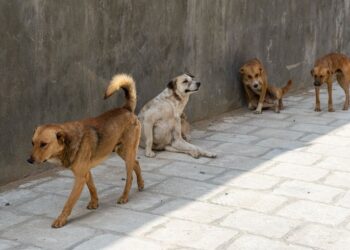 Stray Dog Attacks Plague Kashmir University’s Girl Hostels: Students Demand Action