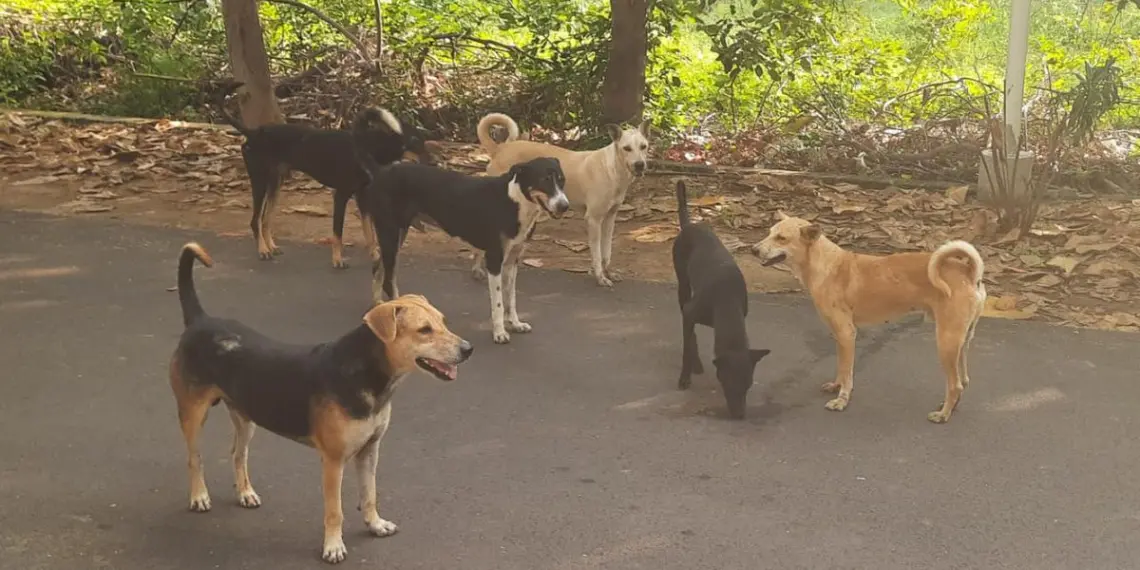 Stray Dog Menace in Bemina’s Gousia Colony Leaves Residents at Risk