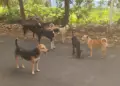 Stray Dog Menace in Bemina’s Gousia Colony Leaves Residents at Risk
