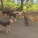 Stray Dog Menace in Bemina’s Gousia Colony Leaves Residents at Risk