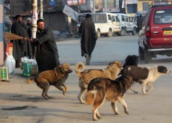 9 People Injured In Stray Dog Attack In Poonch
