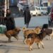 9 People Injured In Stray Dog Attack In Poonch