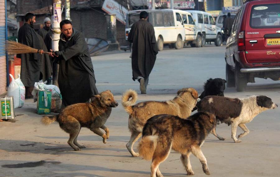 9 People Injured In Stray Dog Attack In Poonch