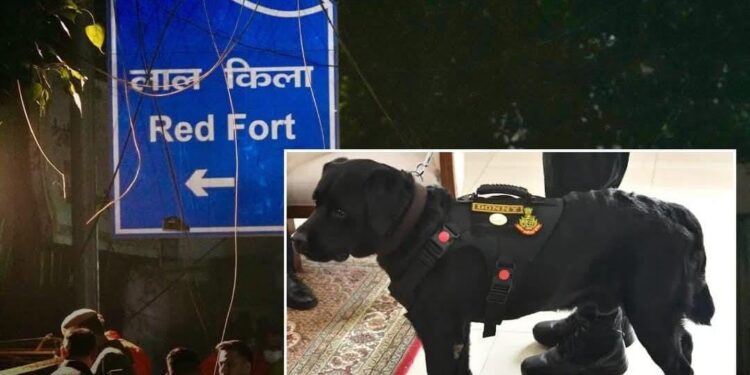 NSG Sniffer Dog ‘Donny’ Honoured With Chief of Army Staff Commendation Card