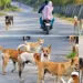 Rising Stray Dog Menace in Beerwah Sparks Concern; Locals Demand Immediate Action After Elderly Man Injured